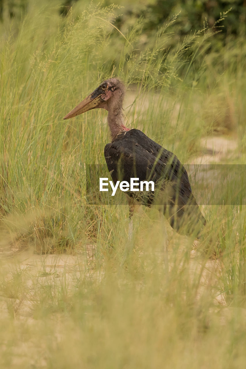 Bird on grass