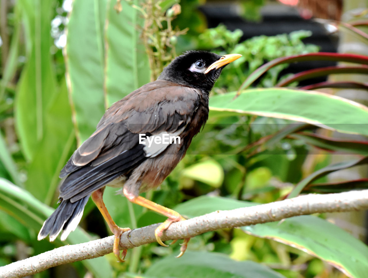 CLOSE-UP OF BIRD PERCHING ON A BRANCH