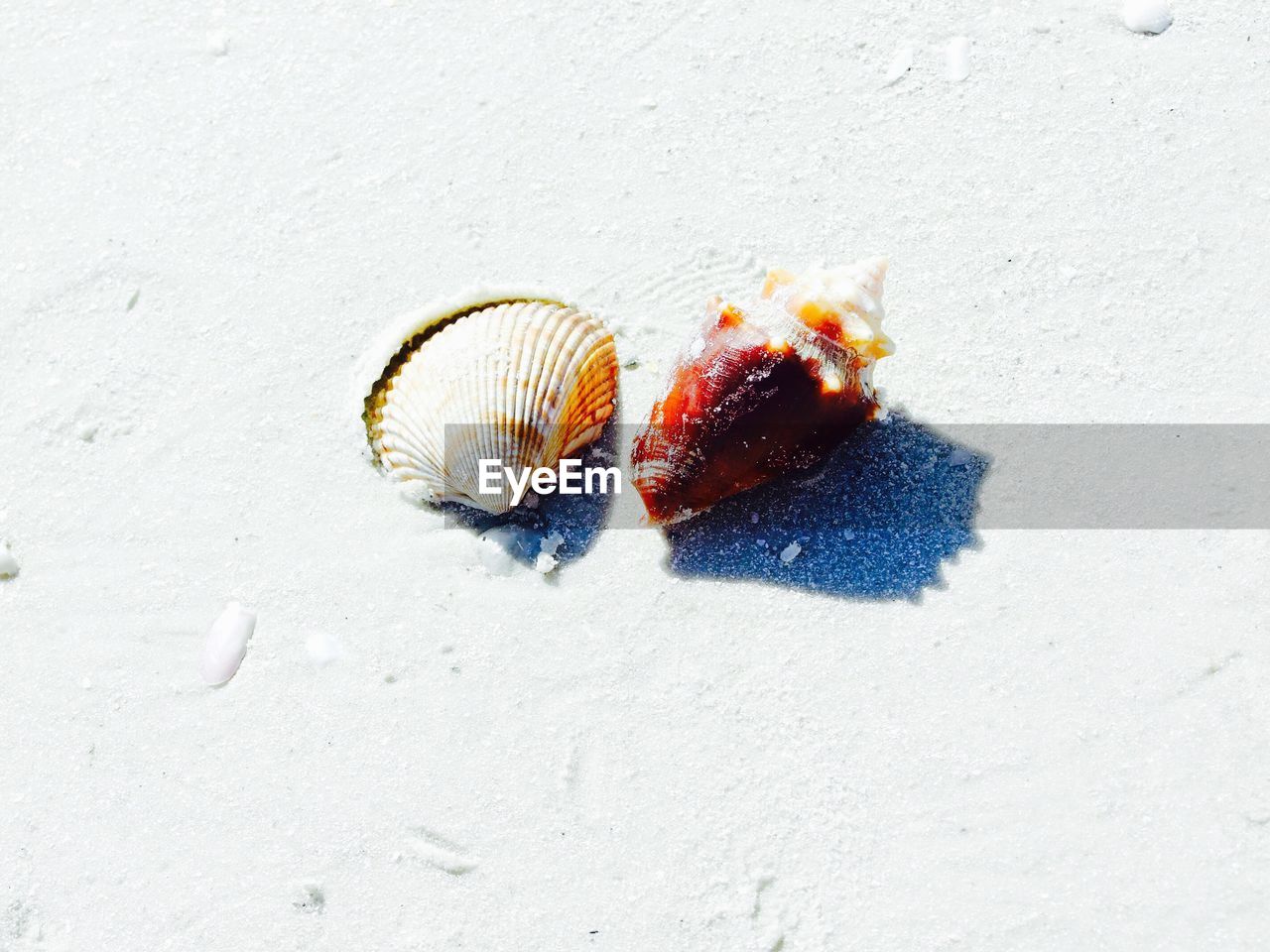 Close-up of seashells on sand