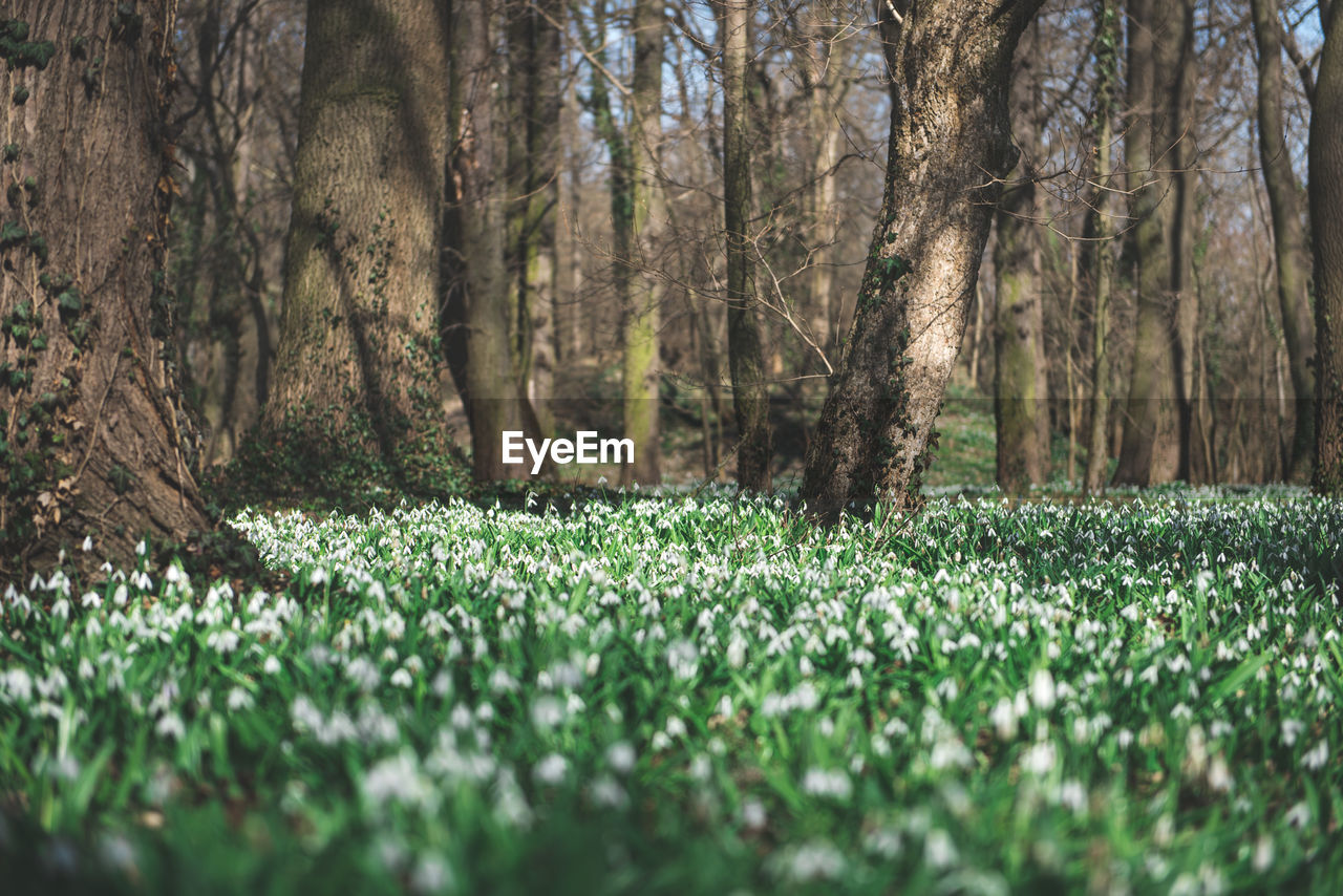 Fresh green trees in forest