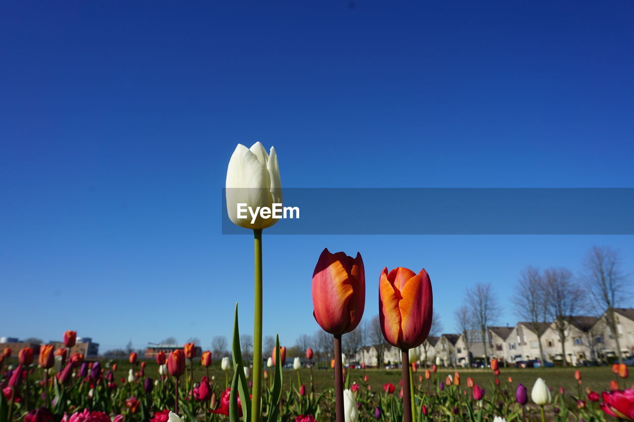 Close-up of flowering plants on field against blue sky