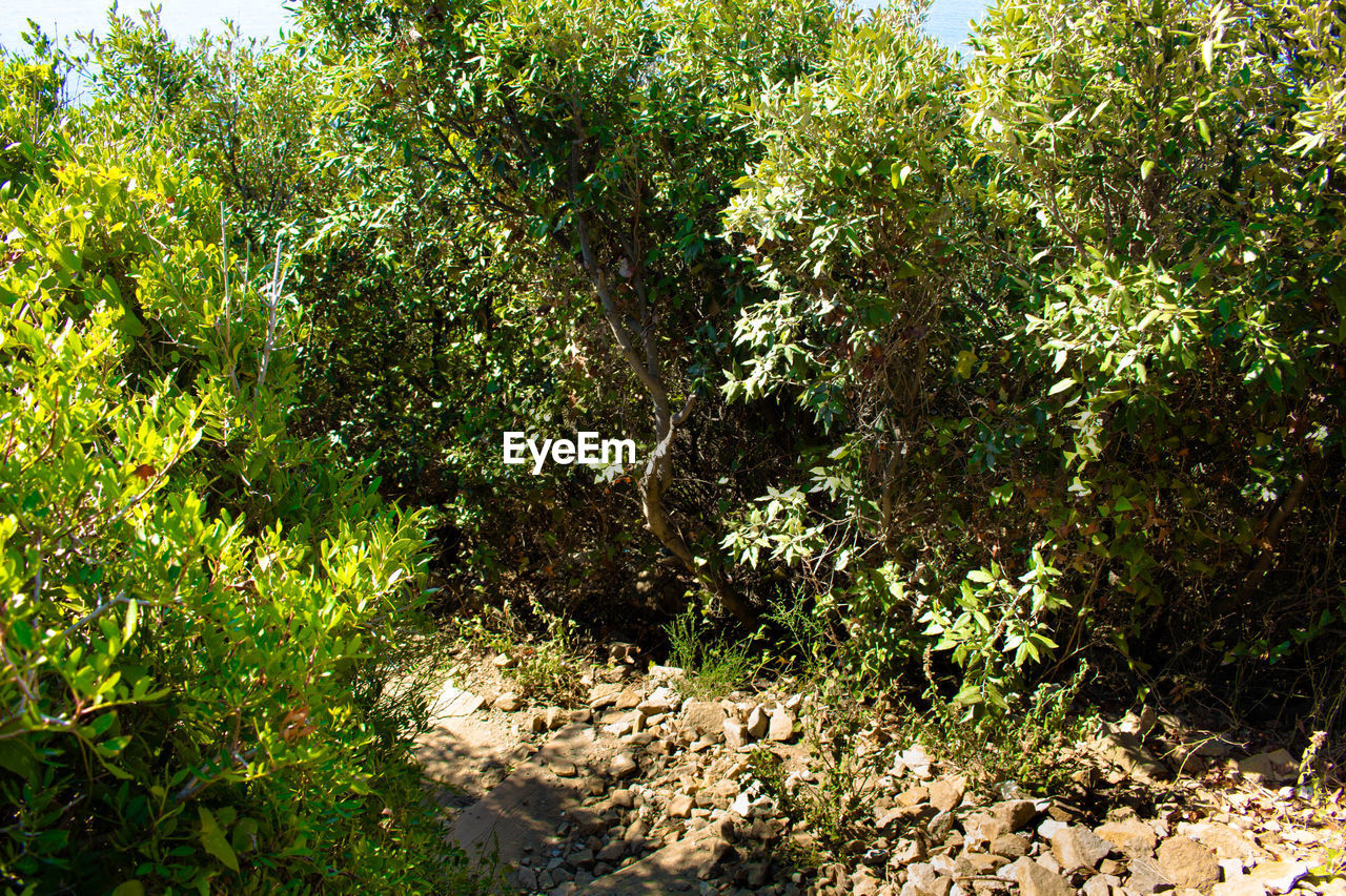 PLANTS BY TREES