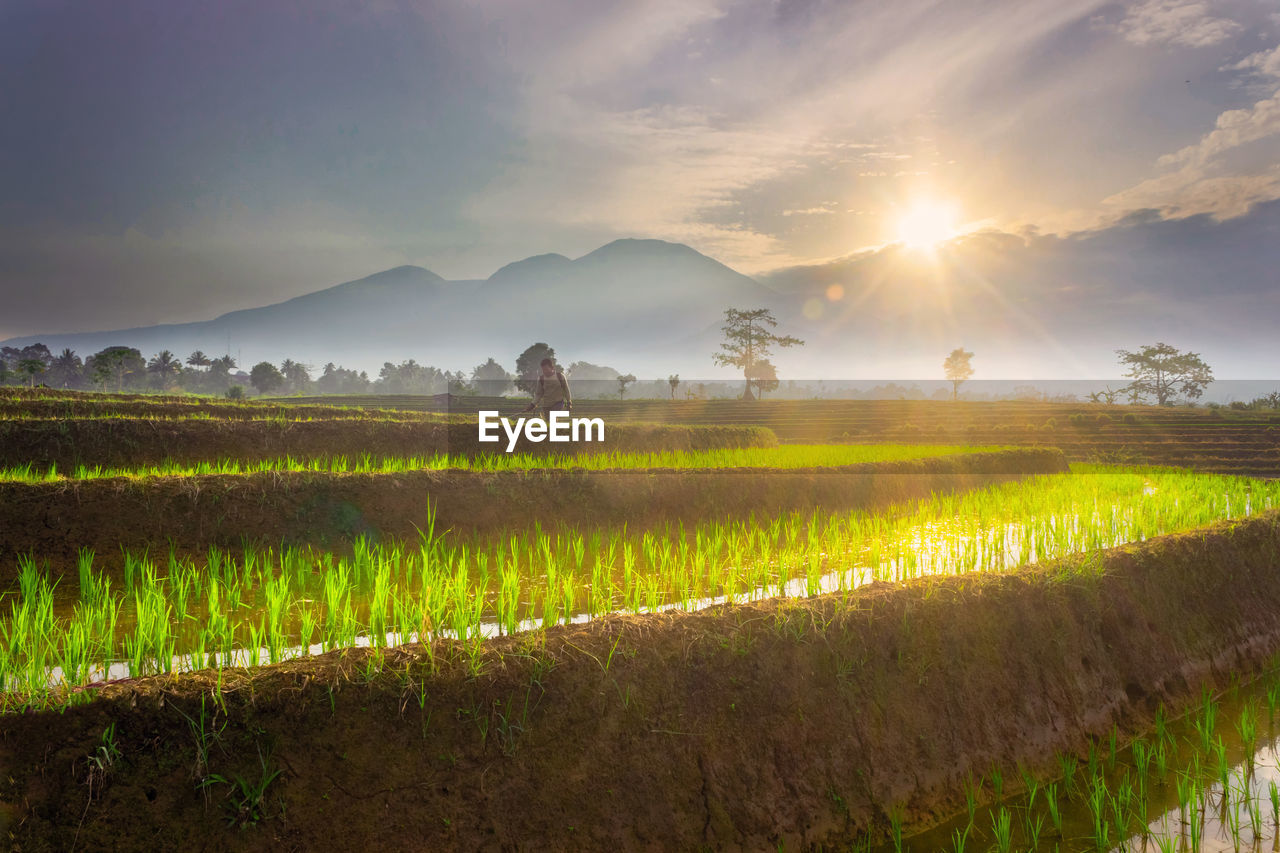 Morning view of farmer spraying rice at sunrise and blue mountains and clear sky