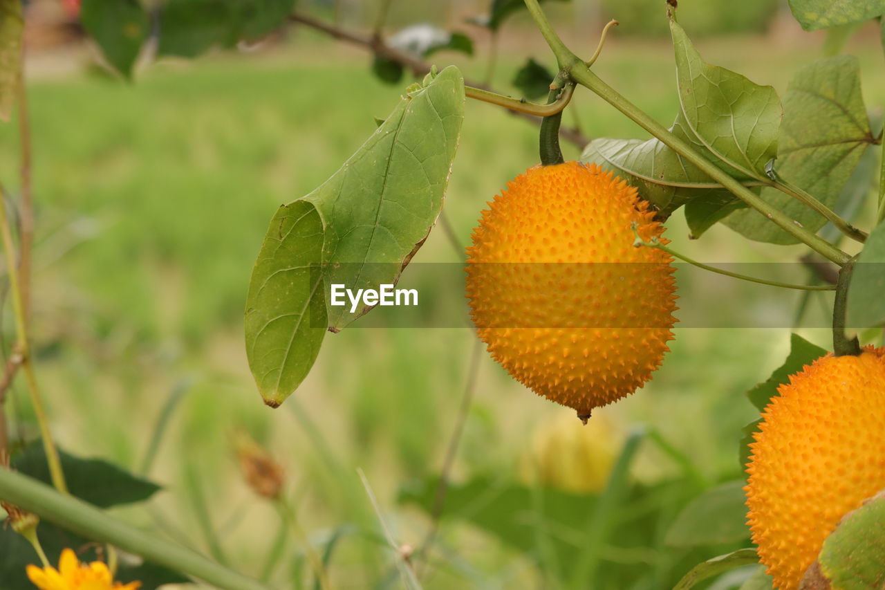 CLOSE-UP OF ORANGE FRUIT ON TREE