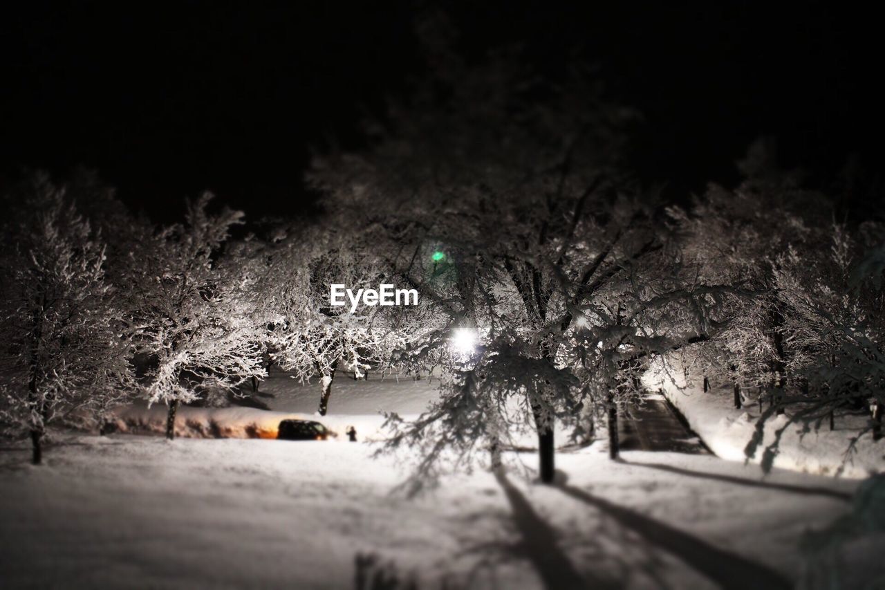 TREES BY ROAD DURING WINTER