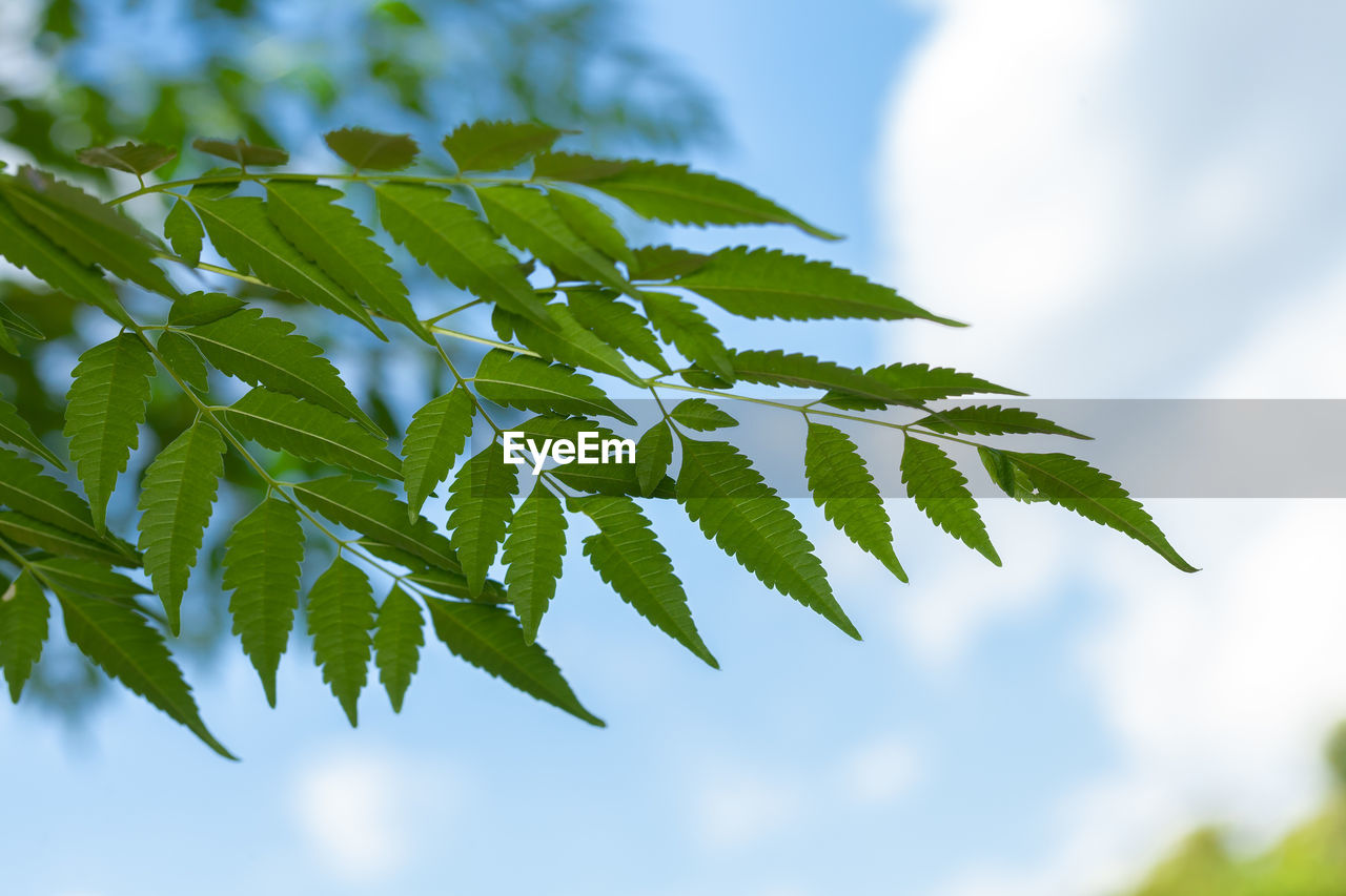 CLOSE-UP OF LEAVES ON PLANT AGAINST SKY