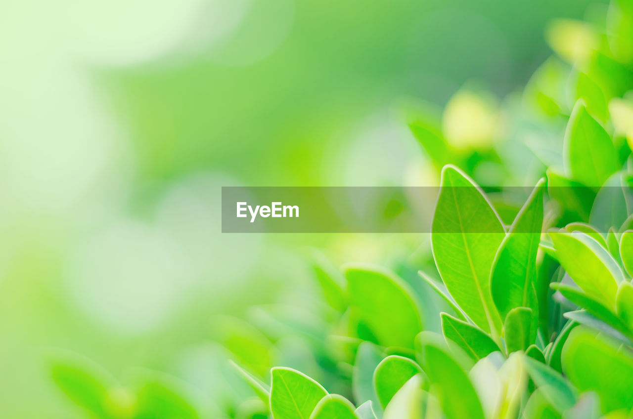 CLOSE-UP OF FRESH GREEN LEAVES