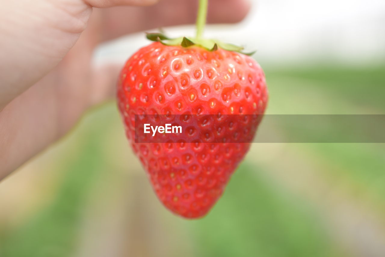 Close-up of strawberries