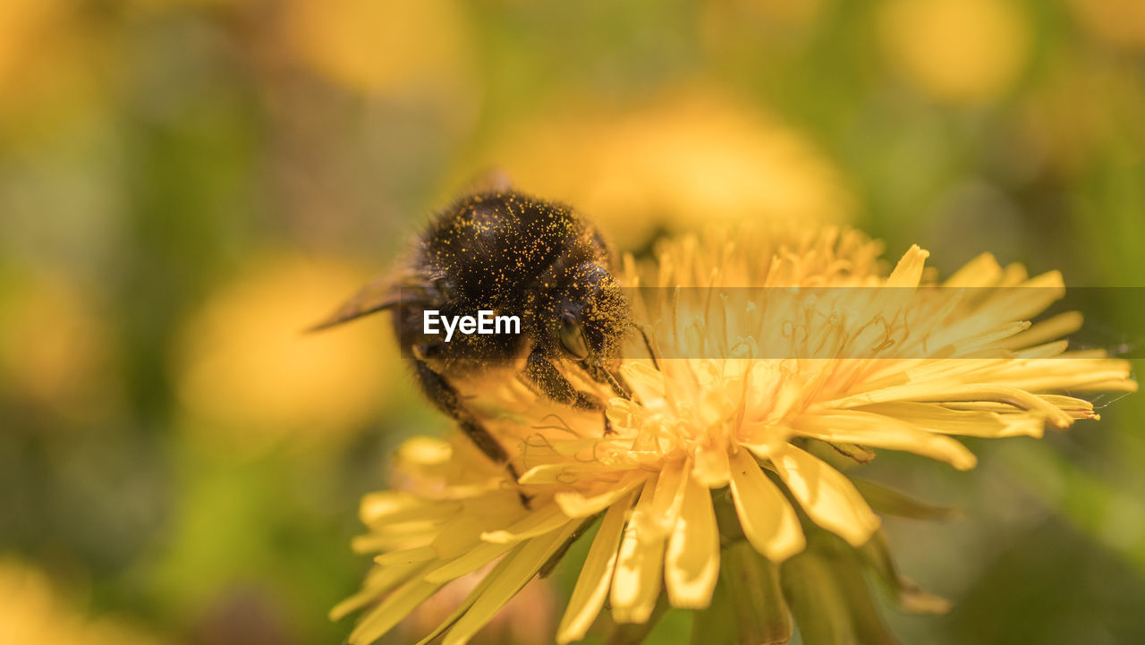 Close-up of insect on flower