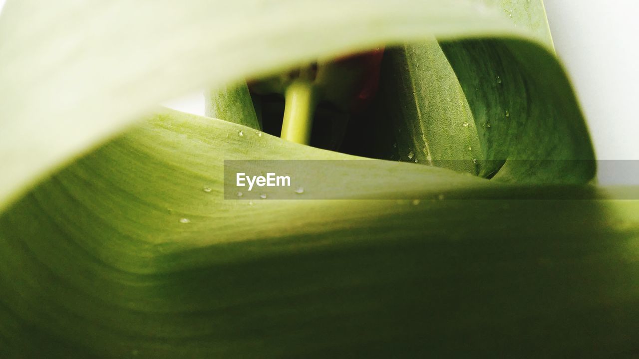 CLOSE-UP OF GREEN LEAF