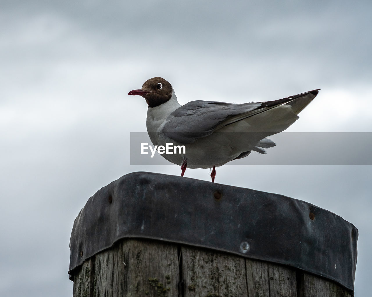 Low angle view of seagull perching on rock against sky