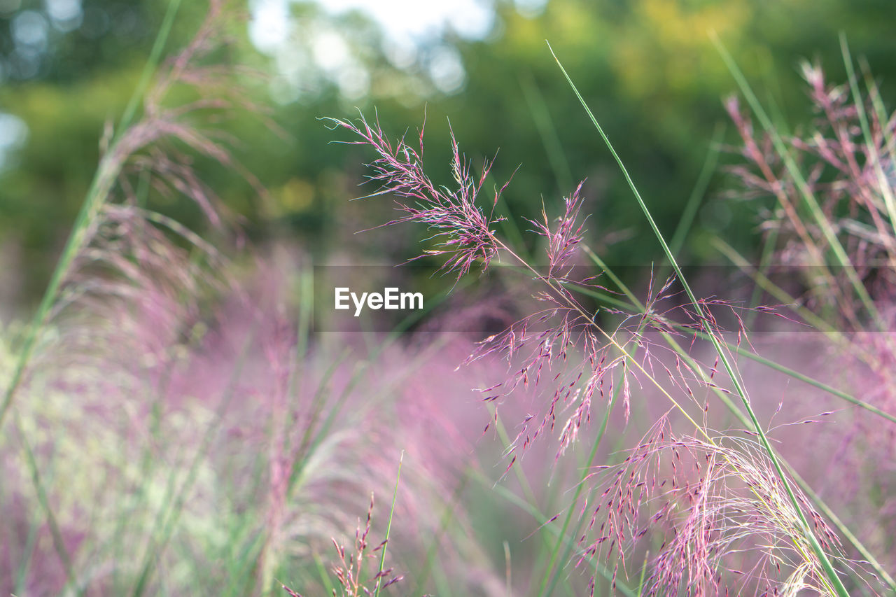 Close-up of pink flower on field