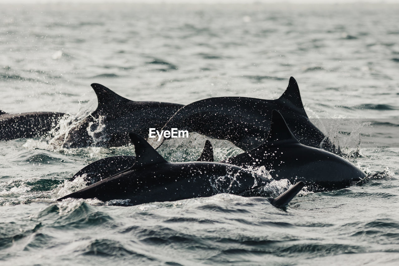 Pod of dolphins in sea 