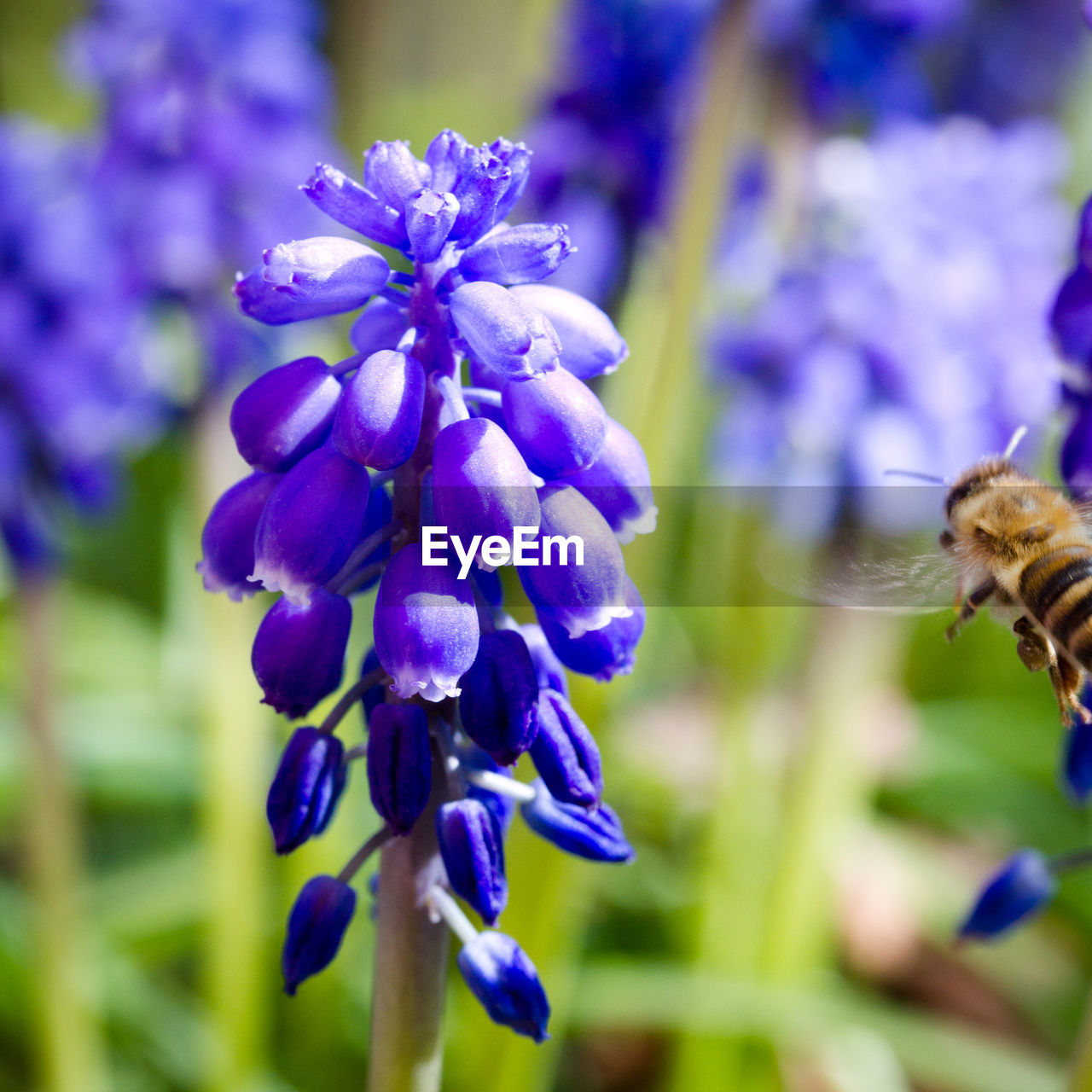 CLOSE-UP OF PURPLE FLOWERING PLANT AGAINST BLUE SKY