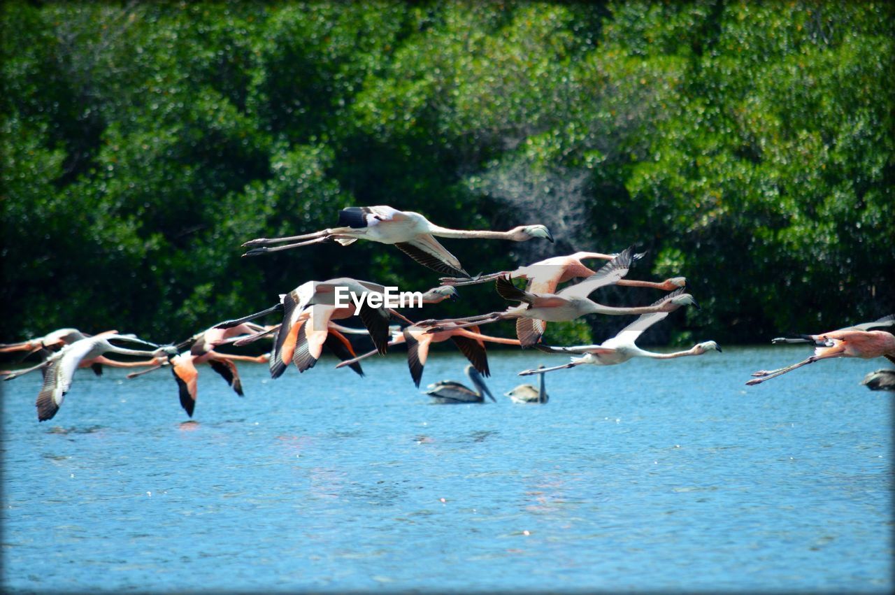 Flamingos flying over lake