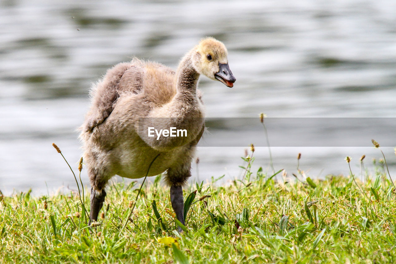 Close-up of duck on field