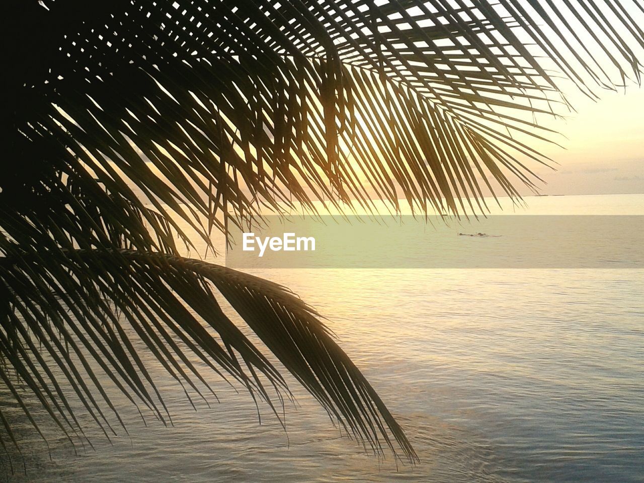Palm tree against sea during sunset