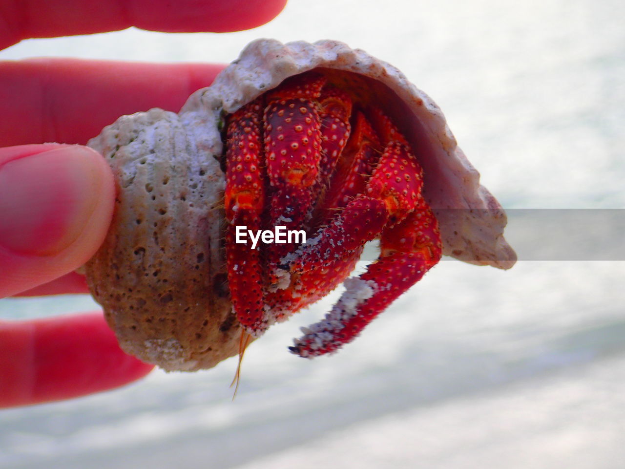 Close-up of person holding hermit crab
