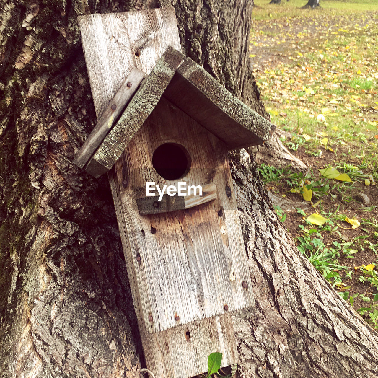 CLOSE-UP OF BIRDHOUSE TREE TRUNK