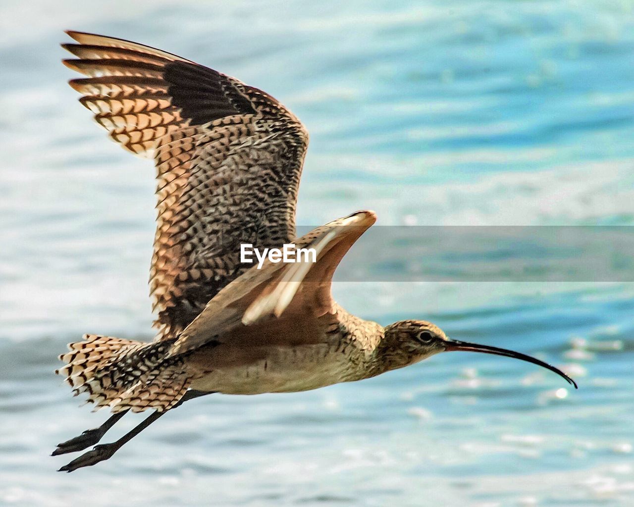 Whimbrel bird flying over sea