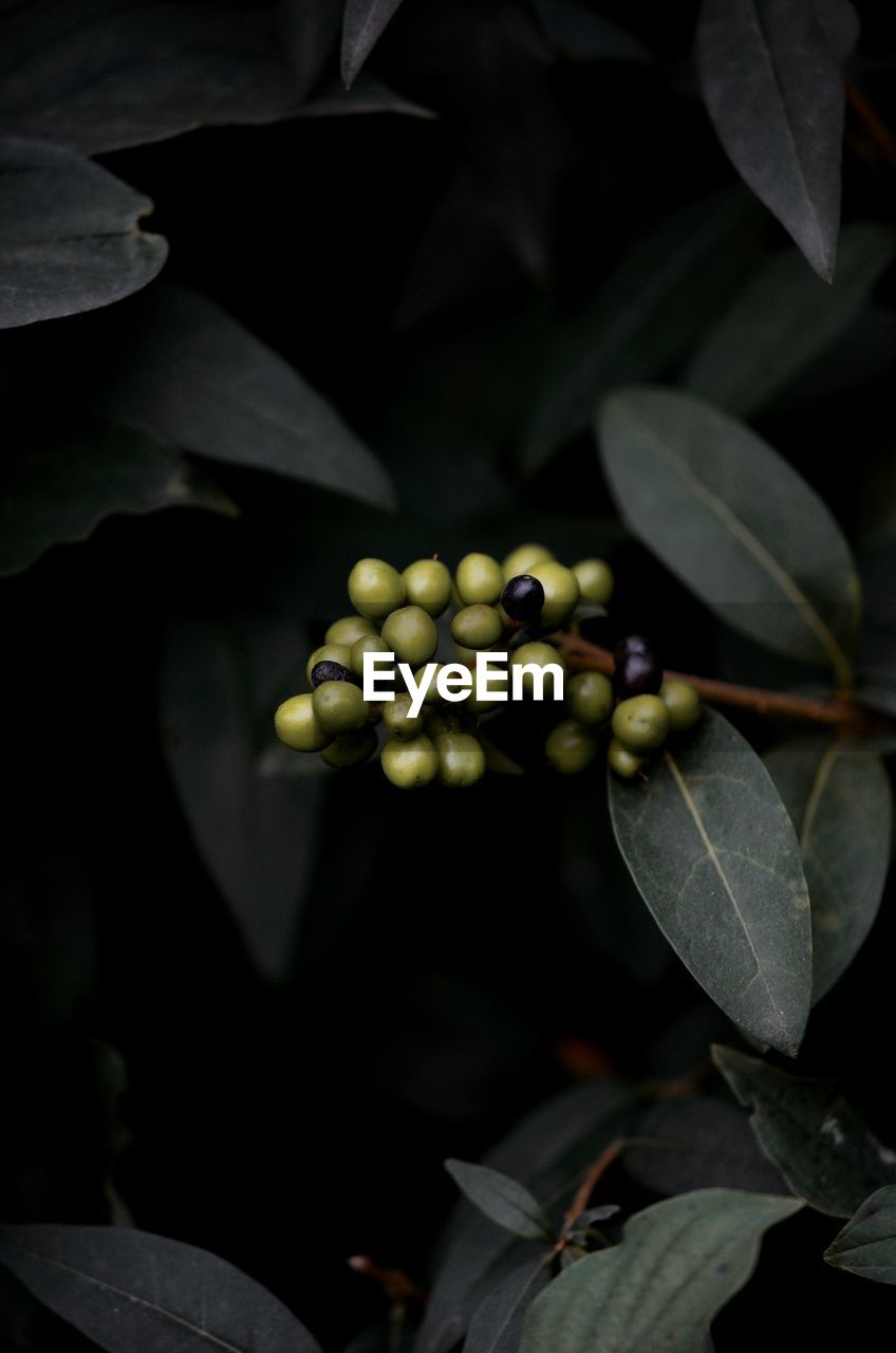 close-up of berries growing on plant