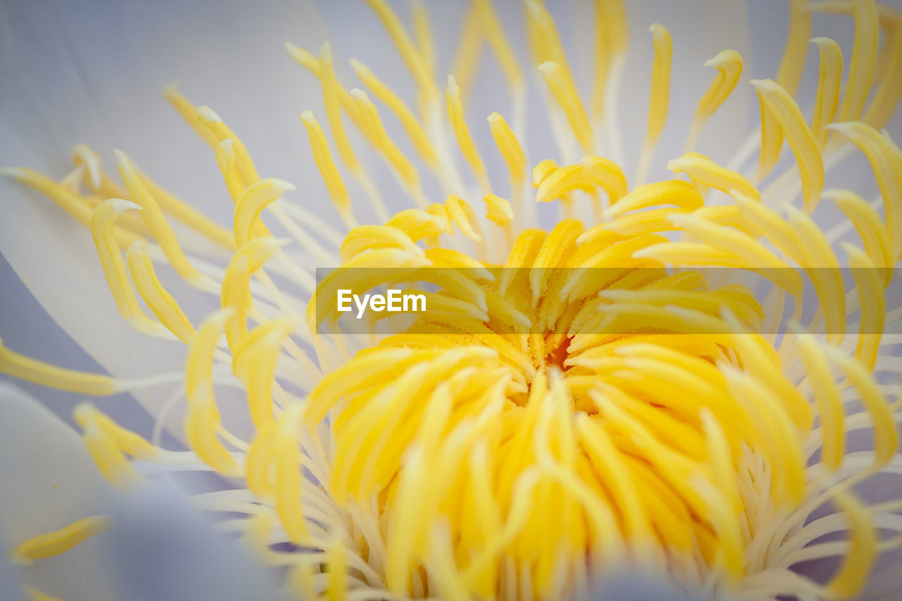 Close-up of yellow flowering plant