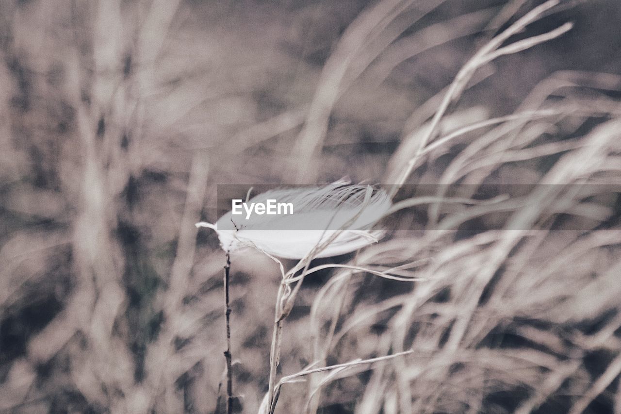 Close-up of feather on grass