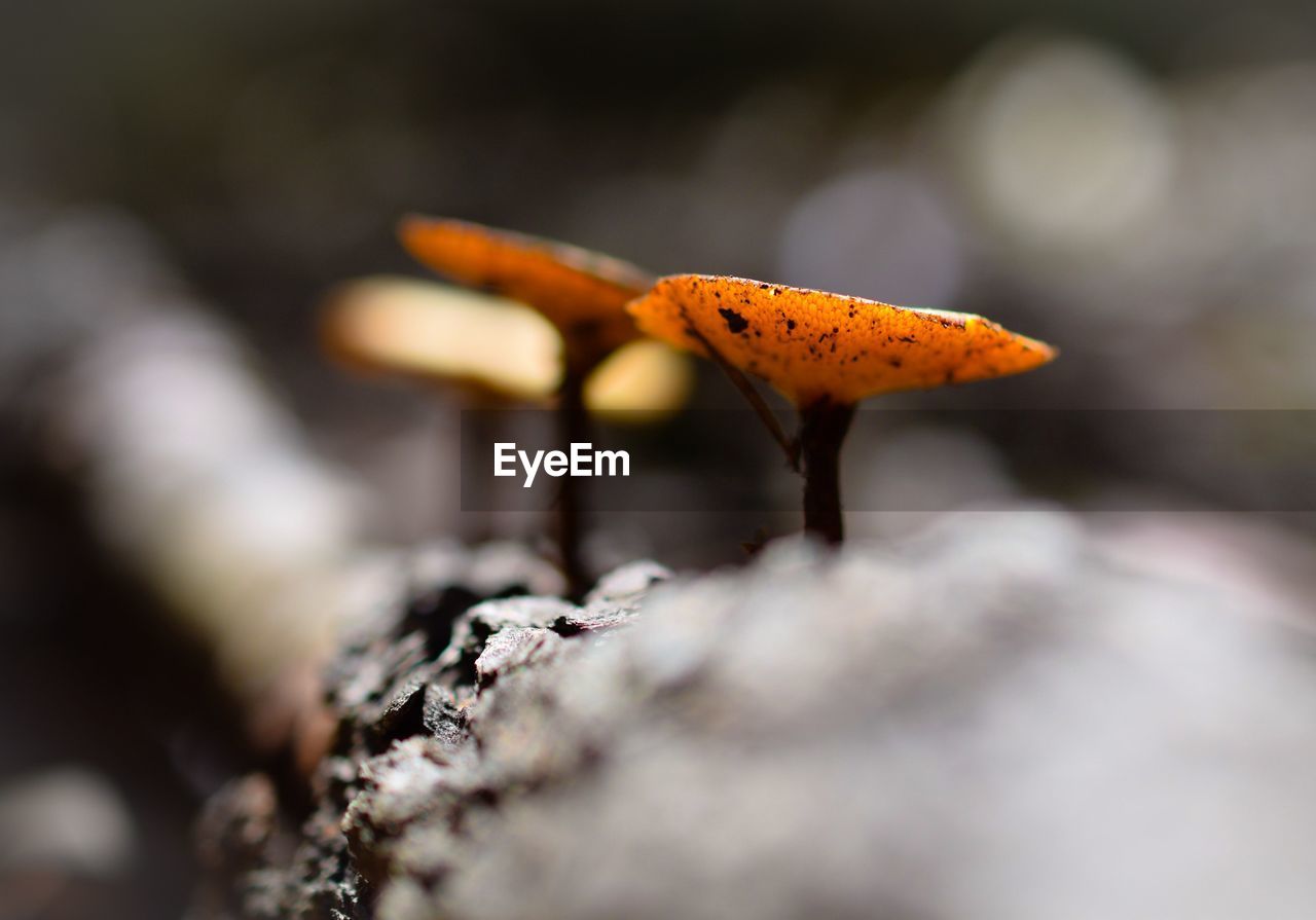 Close-up of yellow mushrooms