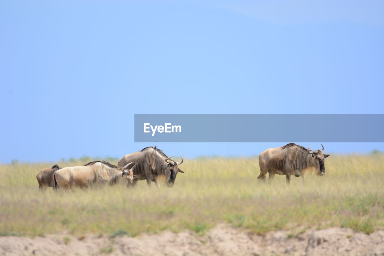 Wildebeests walking on grassy field