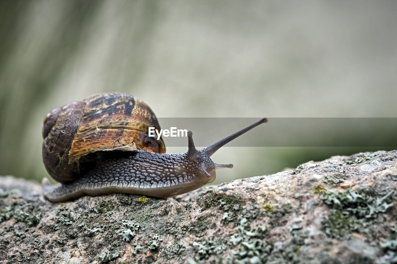 SNAIL ON ROCK