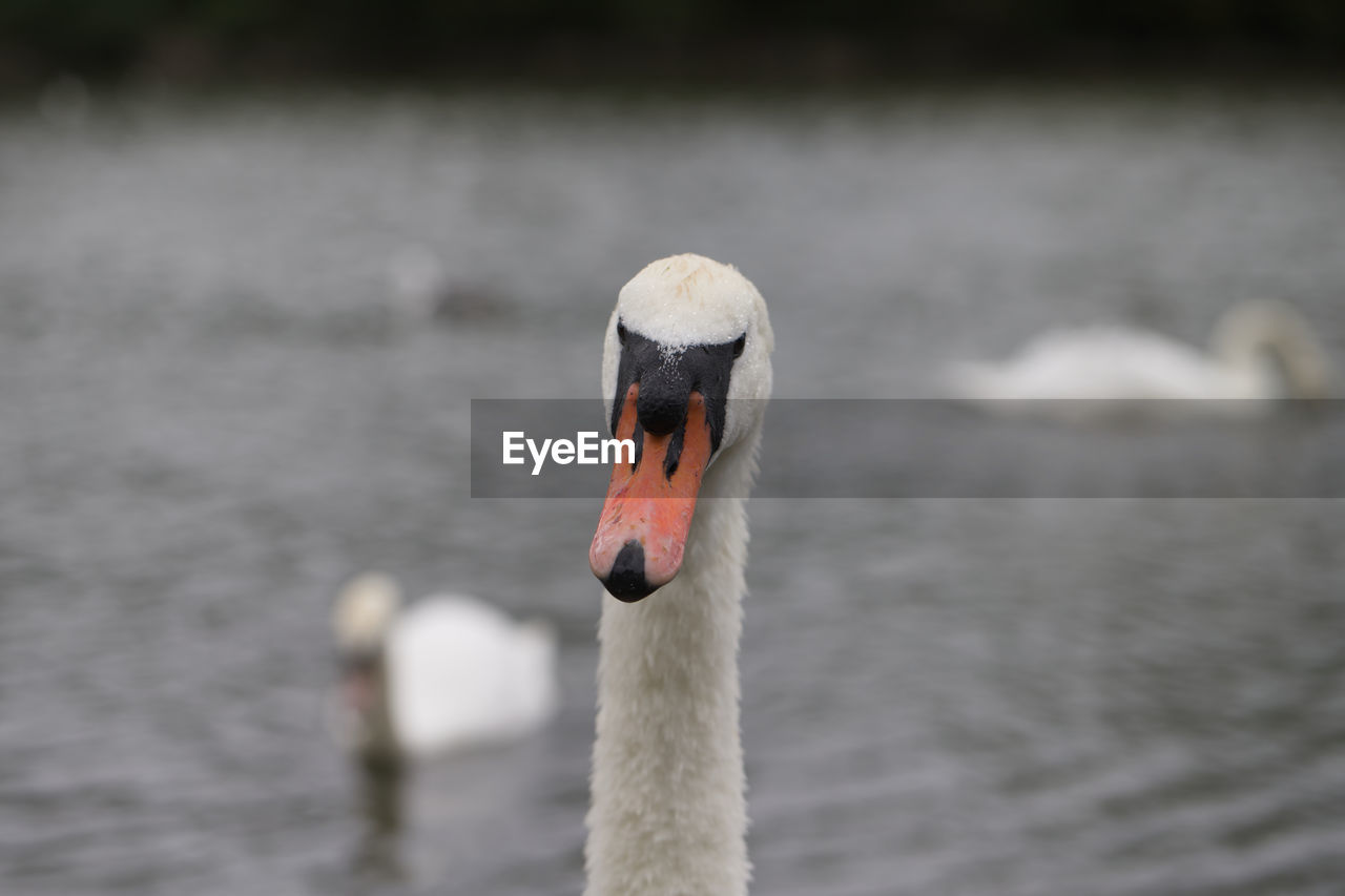 Closeup portrait of swan in loch