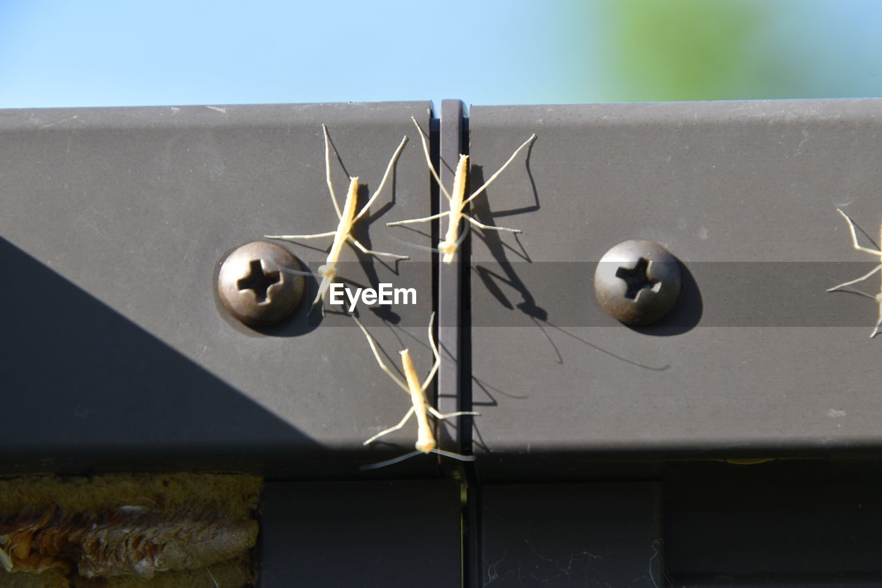 LOW ANGLE VIEW OF PLANT ON METAL WALL