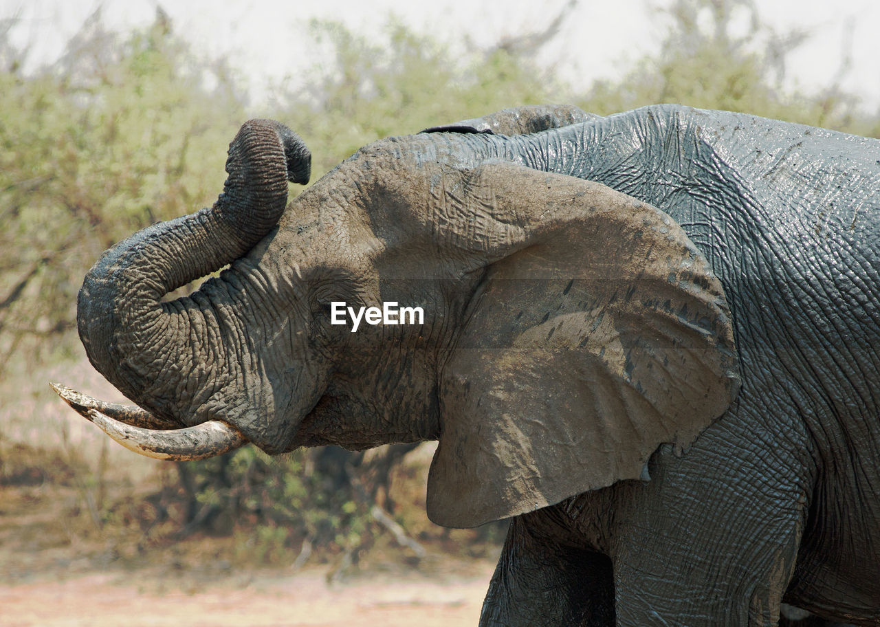 Close-up of elephant