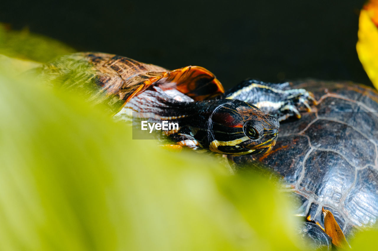 CLOSE-UP OF SHELL ON A LEAF