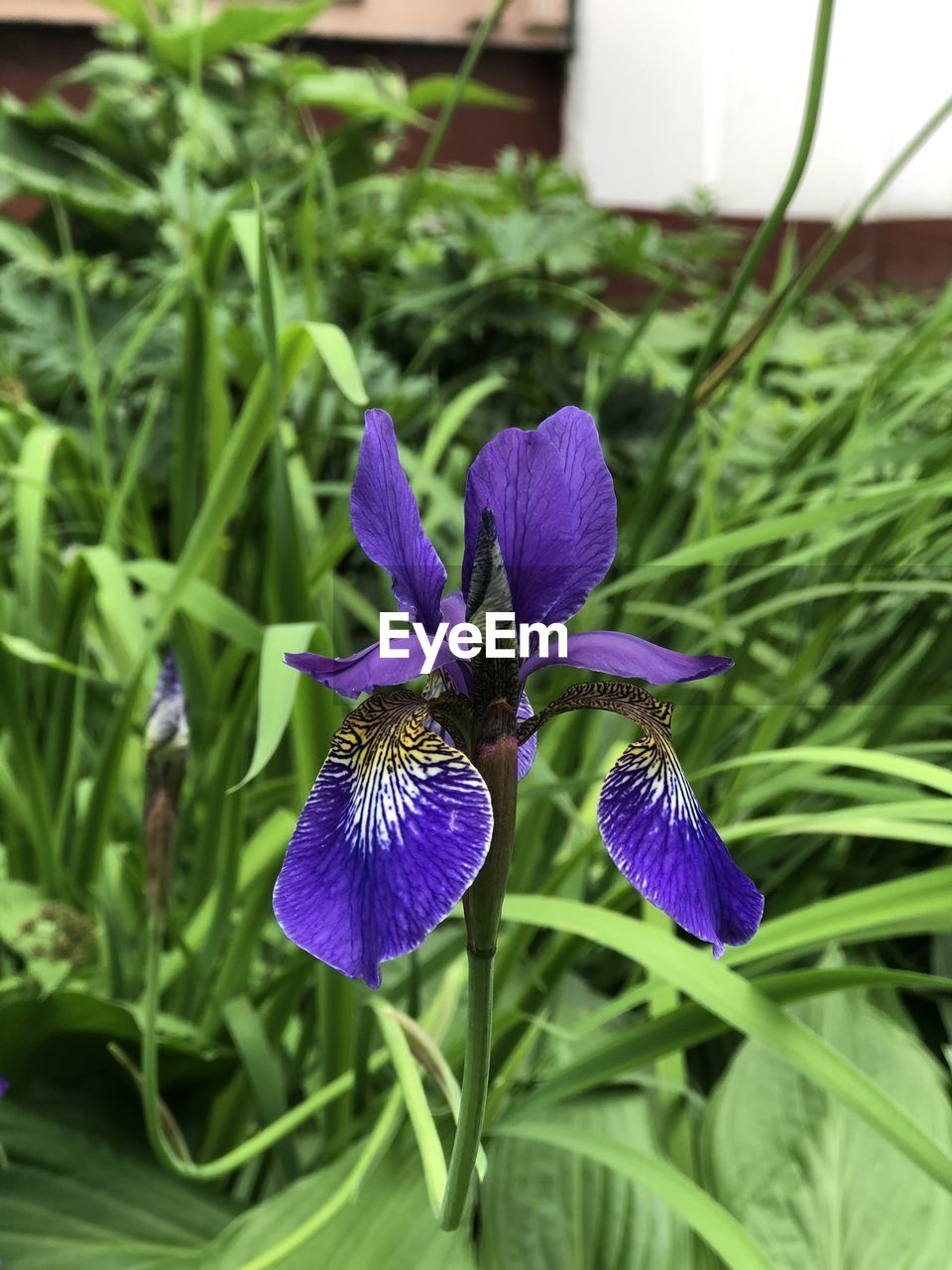 CLOSE-UP OF PURPLE IRIS FLOWER