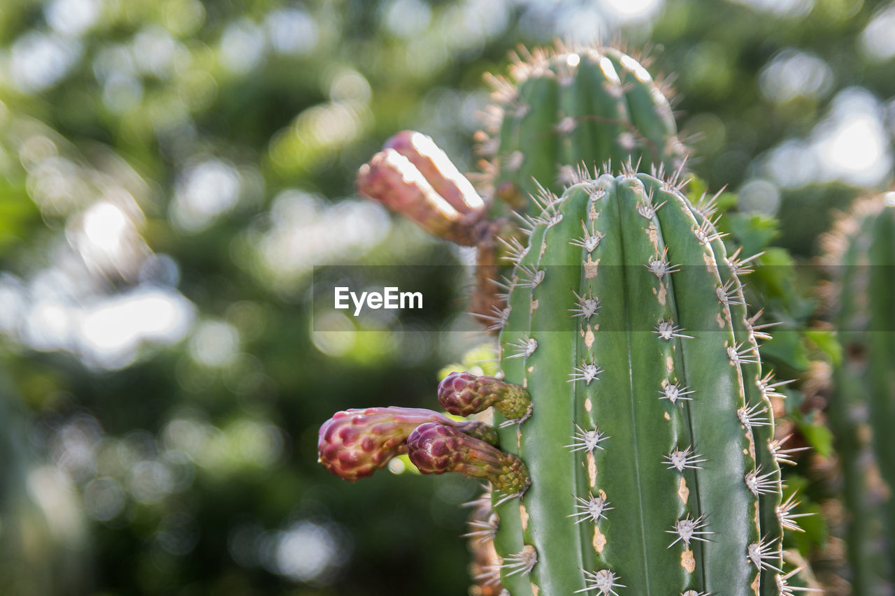 CLOSE-UP OF CACTUS FLOWER BUDS