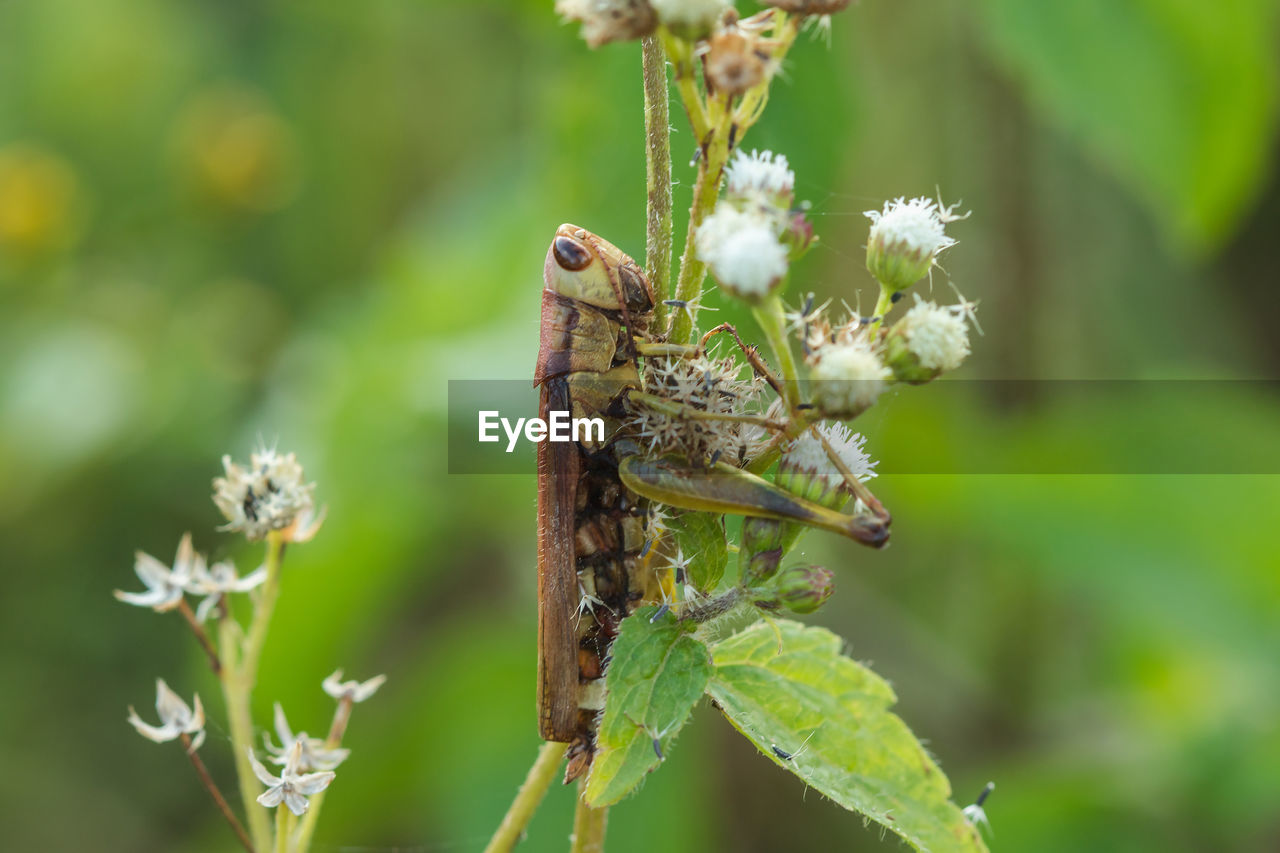 Close-up of insect on flower