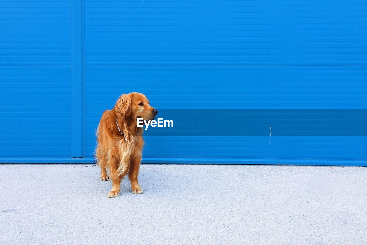 Golden retriever standing on sidewalk against blue wall