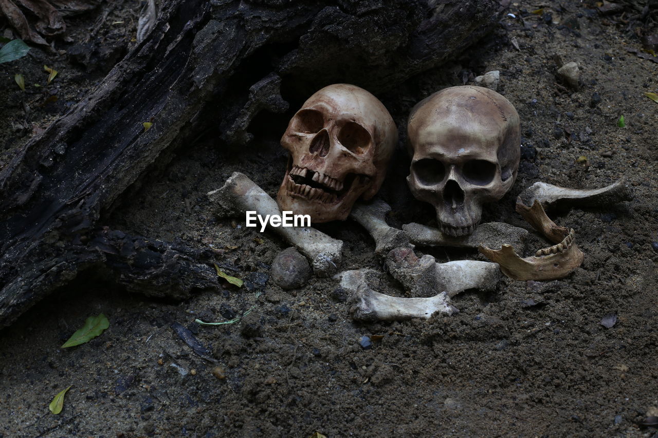 Skull on pile bone on the ground in forest. halloween day.