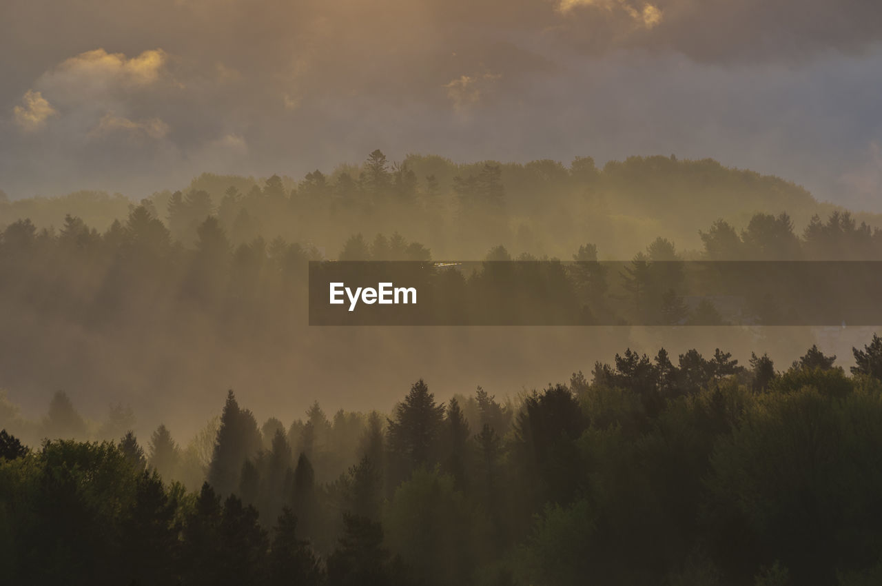 Panoramic view of trees against sky during foggy weather