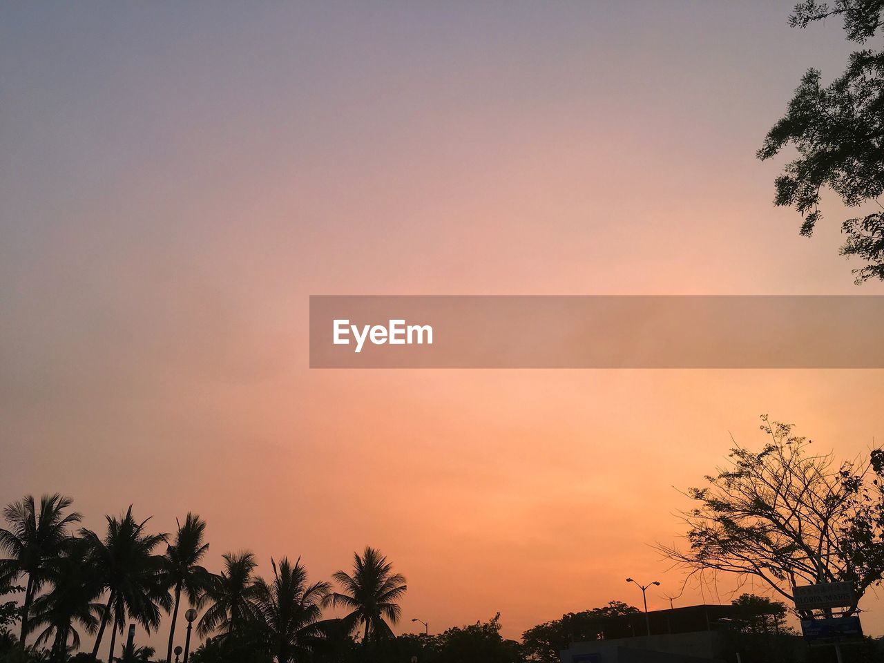 SILHOUETTE PALM TREES AGAINST CLEAR SKY AT SUNSET