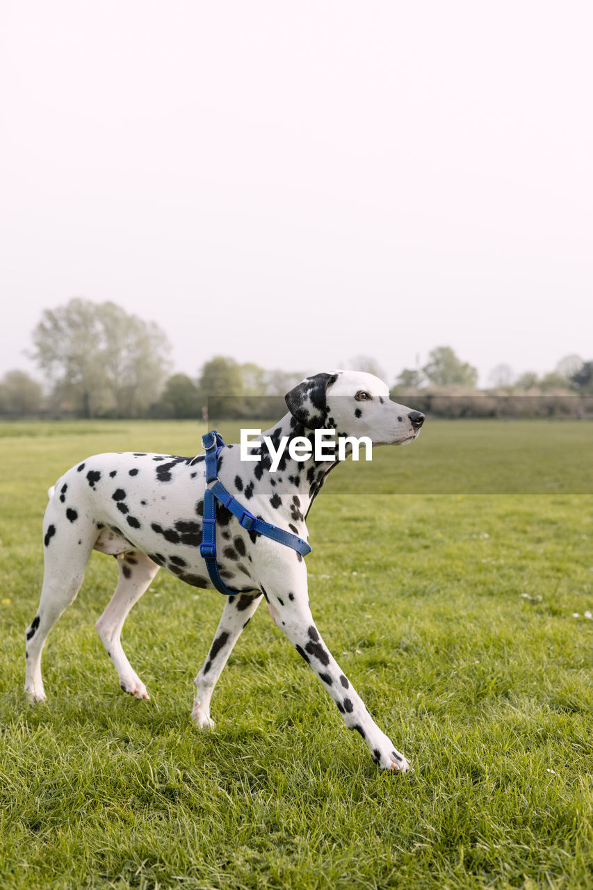 View of a dog on field