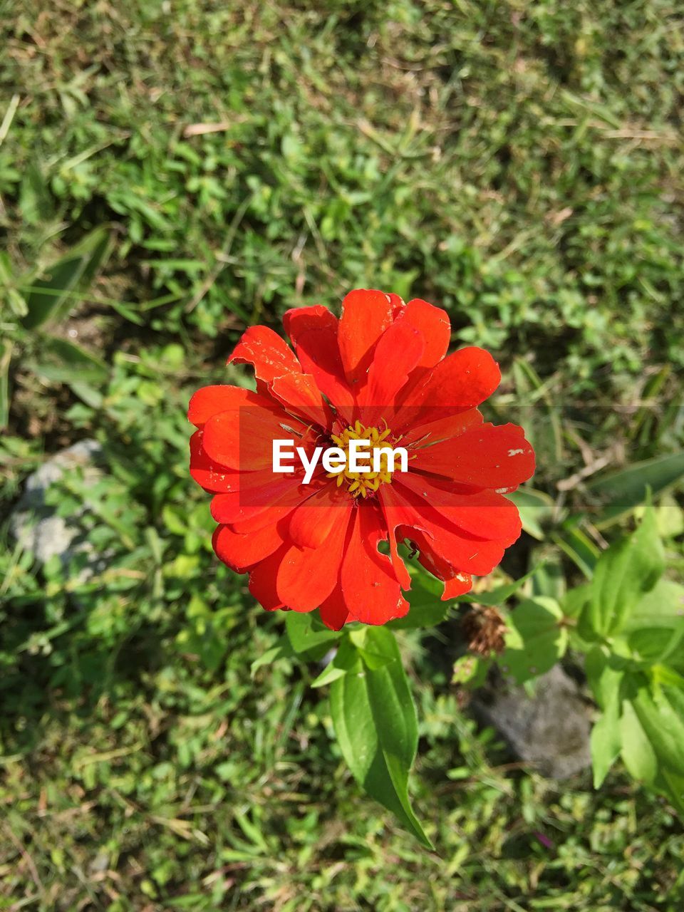 High angle view of red zinnia blooming outdoors