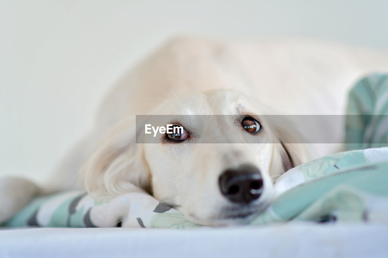 pet, dog, canine, one animal, mammal, domestic animals, animal, animal themes, puppy, portrait, indoors, retriever, lying down, looking at camera, cute, domestic room, relaxation, close-up, selective focus, furniture, young animal, labrador retriever, nose, no people, skin, white, bed