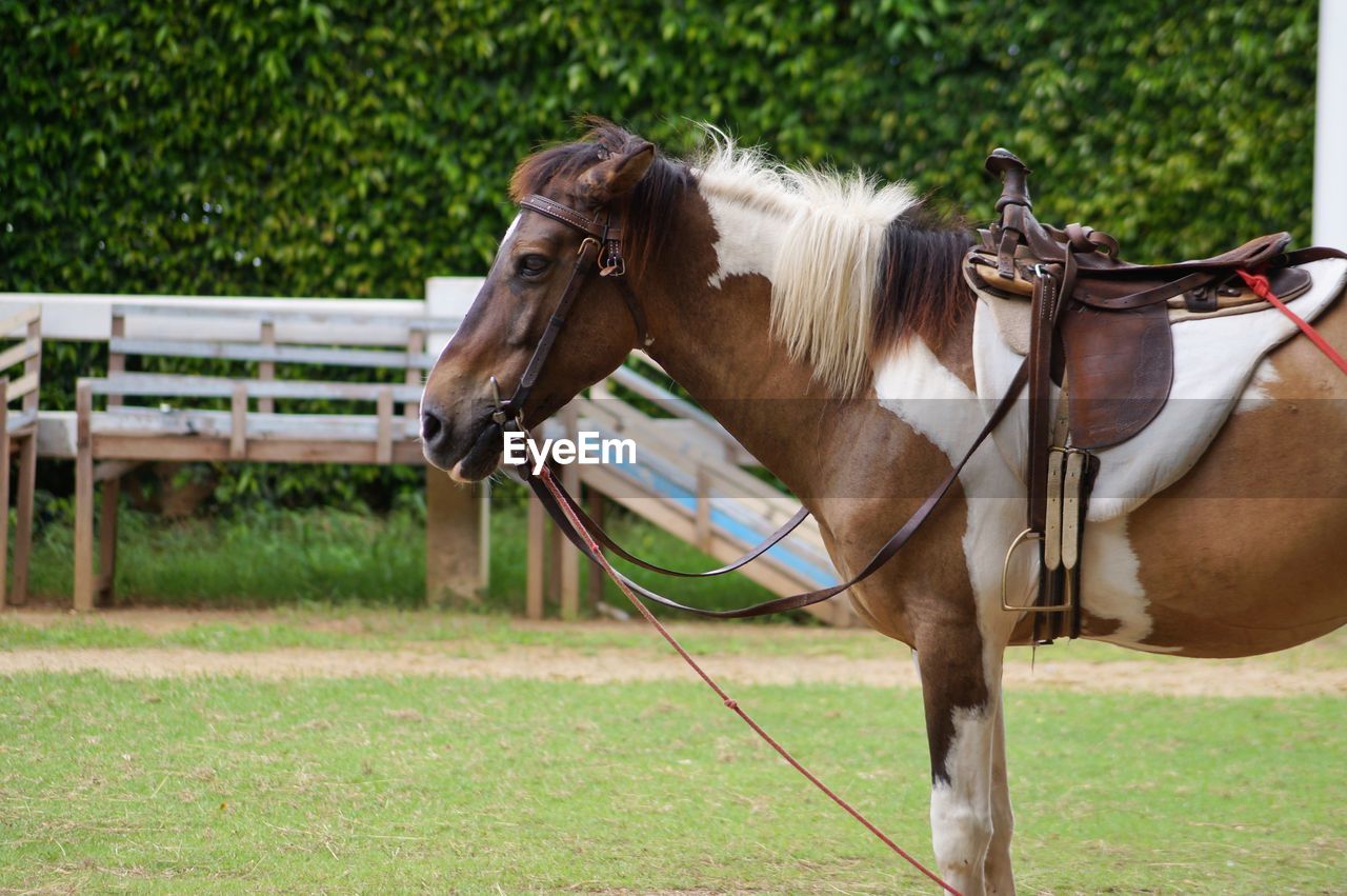 Horse cart on field