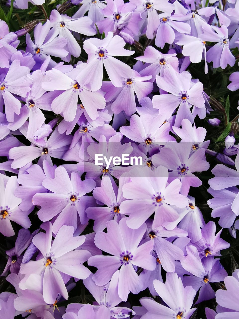 Full frame shot of purple flowering plant