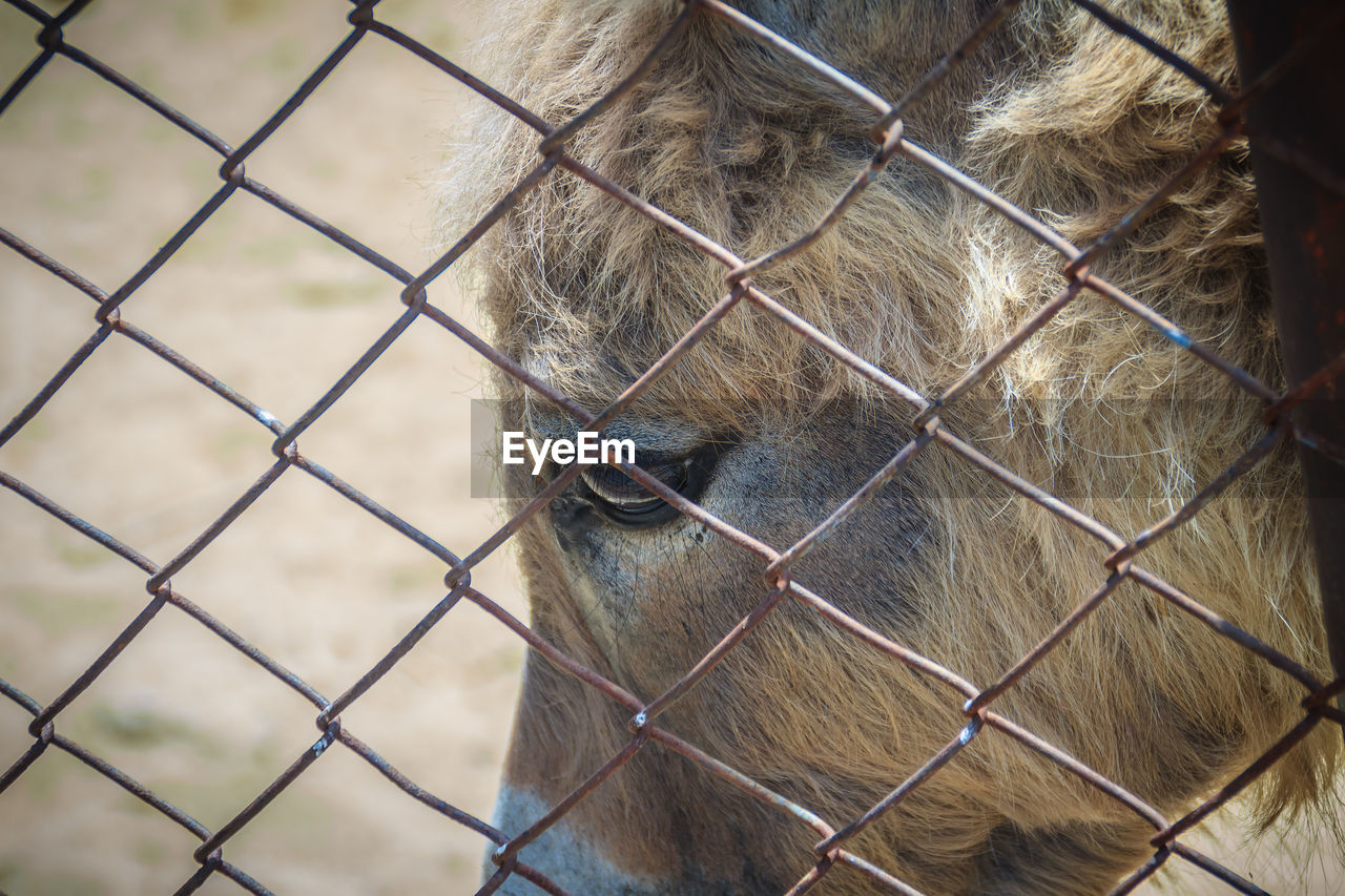 CLOSE-UP OF A CHAINLINK FENCE