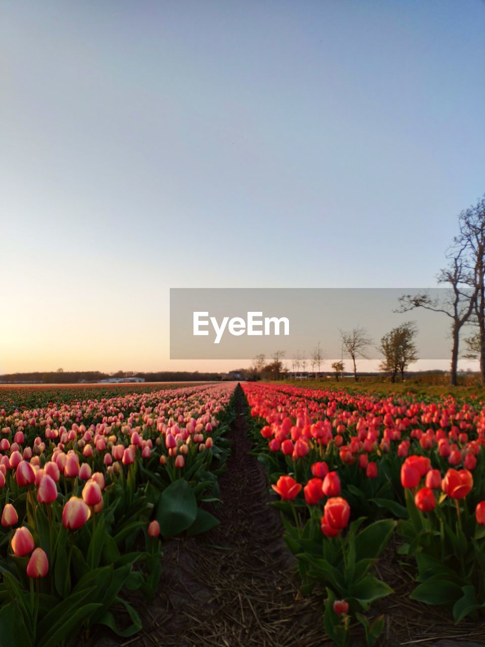 Tulips in field against clear sky