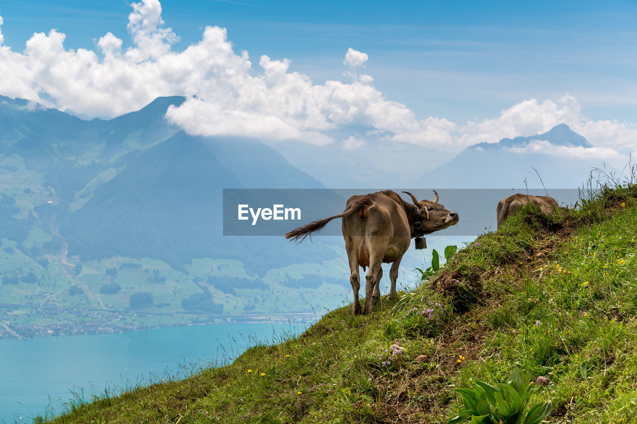 HORSE STANDING IN MOUNTAINS AGAINST SKY