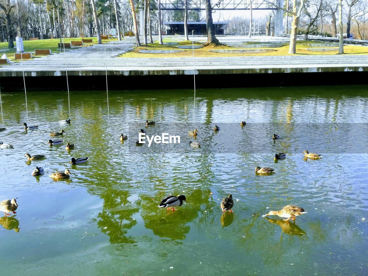 DUCKS SWIMMING IN LAKE WATER